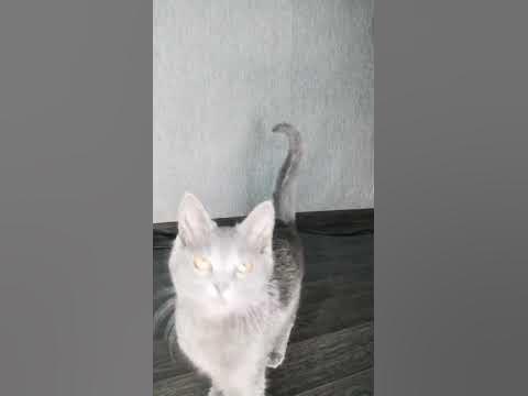 #cat #котенок #дымок #лапочка - YouTube