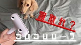 毛とりクリーナー使ってみた！
