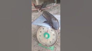 Câu cá lóc bằng vịt.  Con cá biết nói