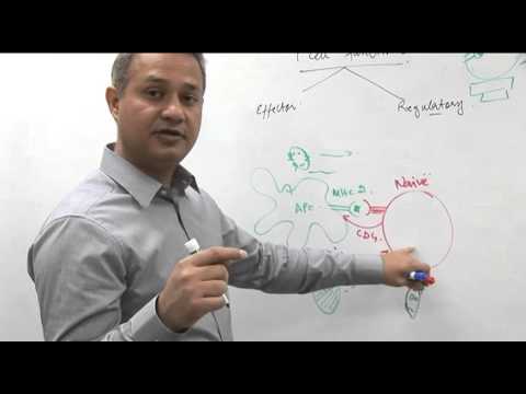 T cell functions. Immunology lecture 10 part 4 - YouTube