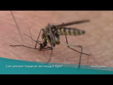 Com prevenir l’expansió del mosquit tigre?