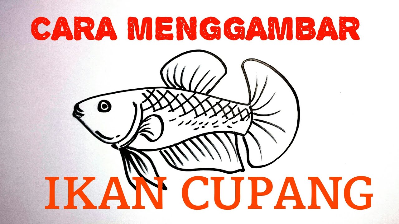 CARA MENGGAMBAR IKAN CUPANG Betina Dengan Mudah YouTube