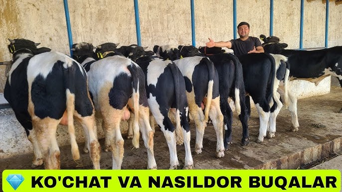 Yuz pornosida mushukni tomosha qiling