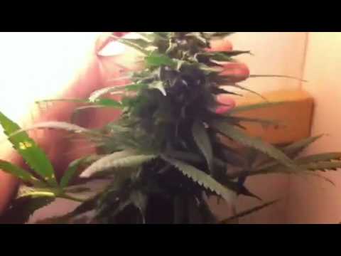 First indoor grow (week 12) - YouTube