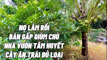 Con dại cái mang ! Buộc phải giảm giá bán nhà vườn nghỉ dưỡng tâm huyết trồng đủ loại cây ăn trái