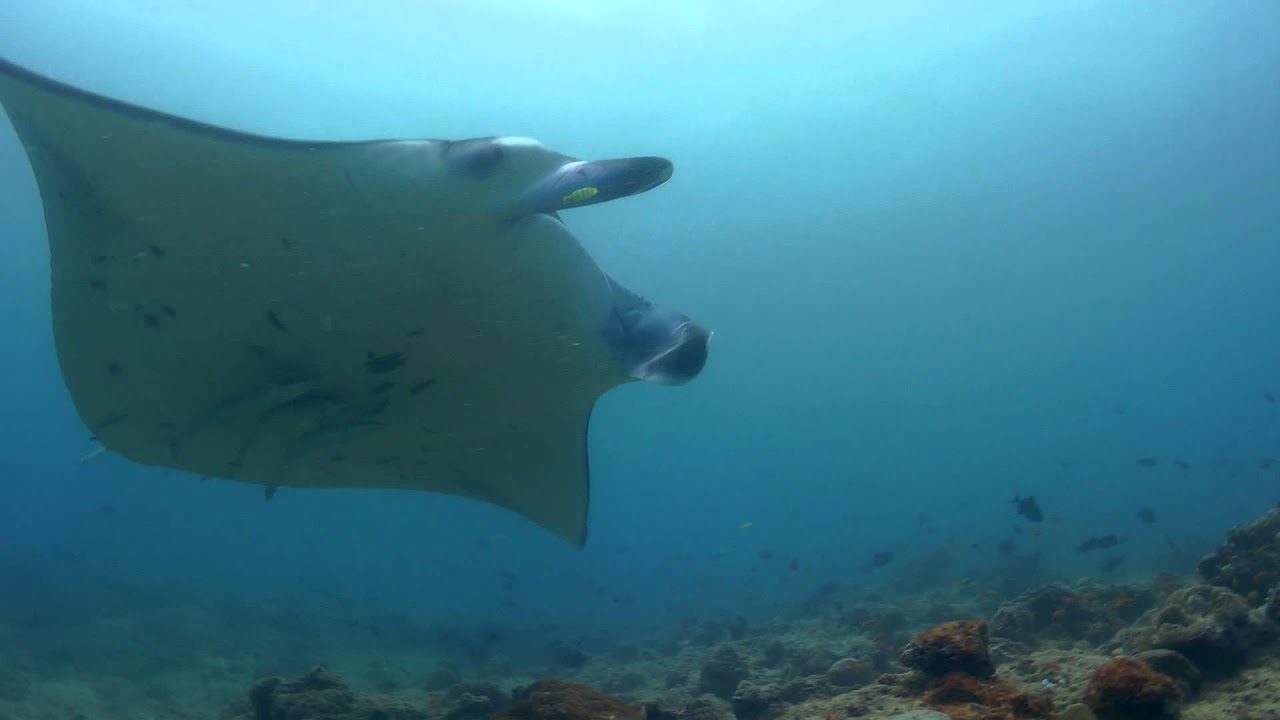 Vilamendhoo   The Return of the Sharks