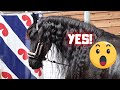 Geertje and yvonne had a lot of fun reintje has done her best  friesian horses