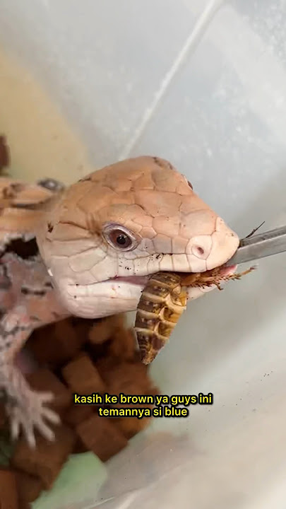 BUY THOUSANDS OF COCKROACHES TO FEED MY EXOTIC PREDATOR PETS