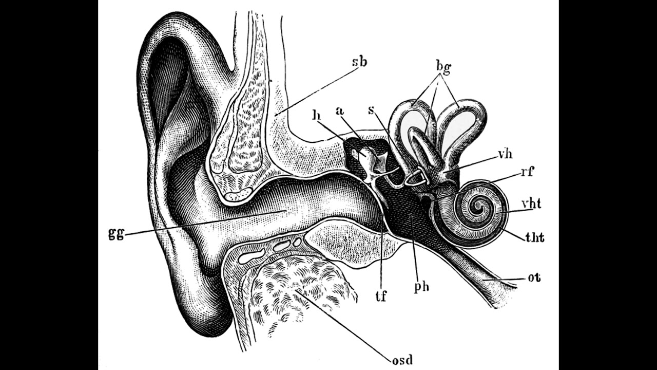 Устройство ушной раковины. Слуховой анализатор строение внутреннего уха. Строение уха и вестибулярного аппарата. Строение слухового анализатора без подписей. Строение уха и вестибулярного аппарата рисунок.