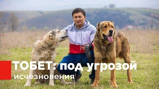 На грани исчезновения: казахская порода собак тобет