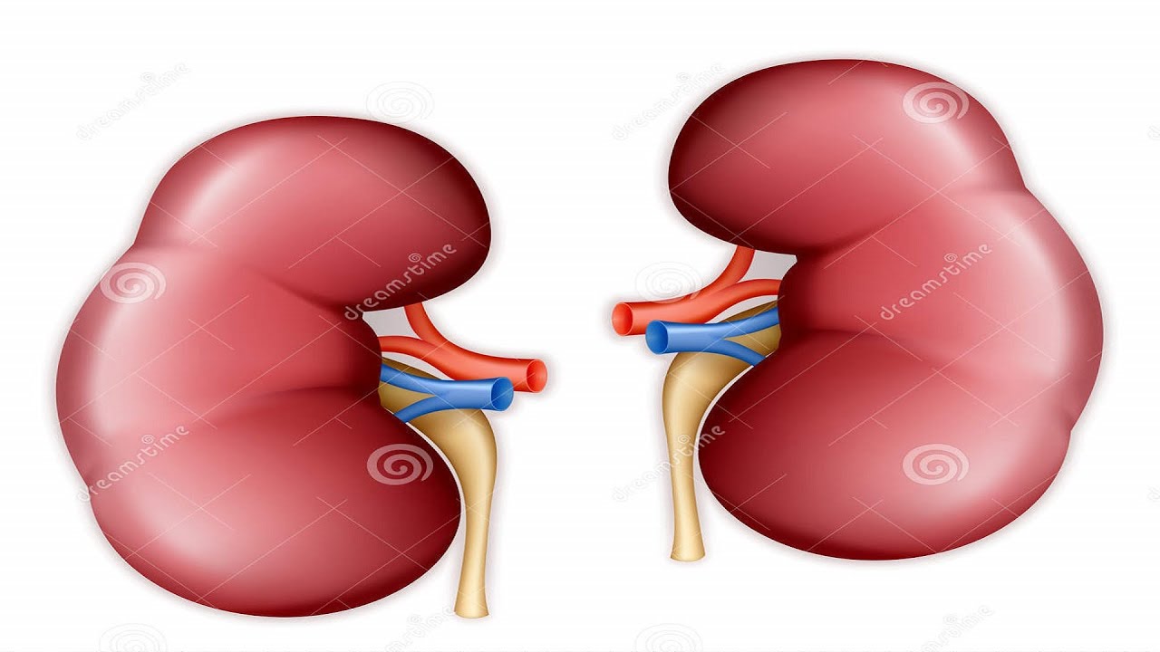 Per day, How many times blood circulates through your kidney ? - YouTube