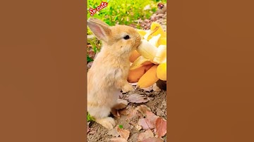 Chú Thỏ Dễ Thương Nhất Quả Đất | Ai Cũng Yêu #shortsvideo #shorts #rabbit #cute