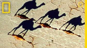 Surprising Photo: Camel Illusion | National Geographic