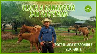 POTRILLADA 2025 (DISPONIBLE) - Ganadería San Cayetano 