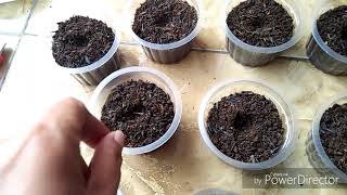 Cara jitu semai biji bunga vinca/How to sow vinca seeds Cara jitu semai biji bunga vinca/How to sow vinca seeds