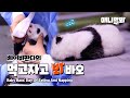 먹고 자고 먹고 자는 아기 판다의 하루 어떤데ㅣWatch Baby Pandas’ Day Of Eating And Napping