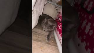My cat purrs under in my bed. Too cute! #cat #purr #hide #hiding #catshorts #cute #shorts #kitty