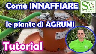 Come irrigare le piante di agrumi in vaso