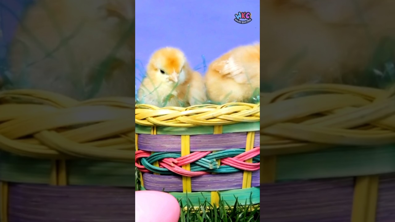 🥚 3 Fun Easter Facts You’ve Never Heard! 🐰🤯 