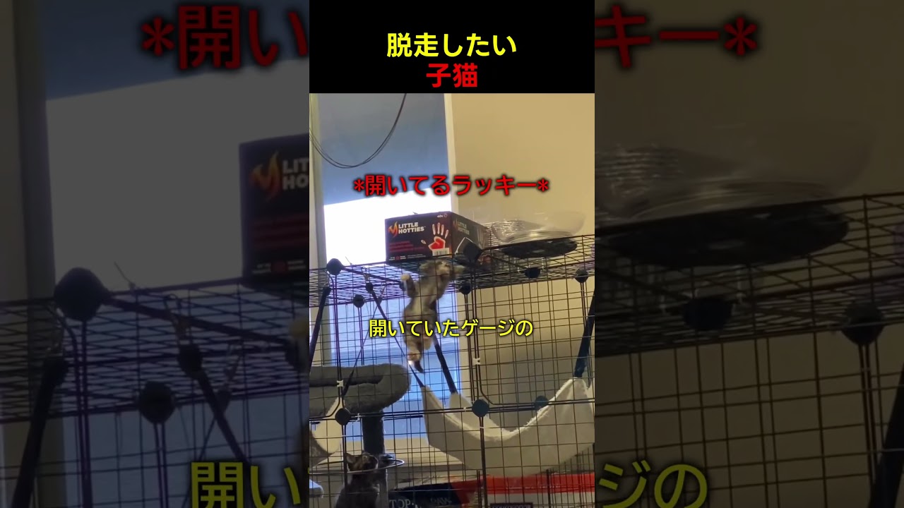 脱走しようとしたらまさかの結果に