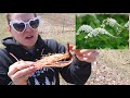 Planting Gooseneck Loosestrife for Cut Flowers : Perennial Bare Root Unboxing:  Flower Hill Farm