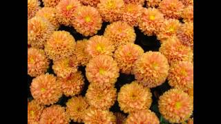 ХРИЗАНТЕМА СИБИРСКАЯ ( CHRYSANTHEMUM ) сем. Сложноцветные(, 2016-02-02T04:37:23.000Z)