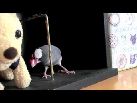 桜文鳥ほーちゃんの冒険＆イヤホンコードと綱引き(さえずり入り) 文鳥動画 Java sparrow