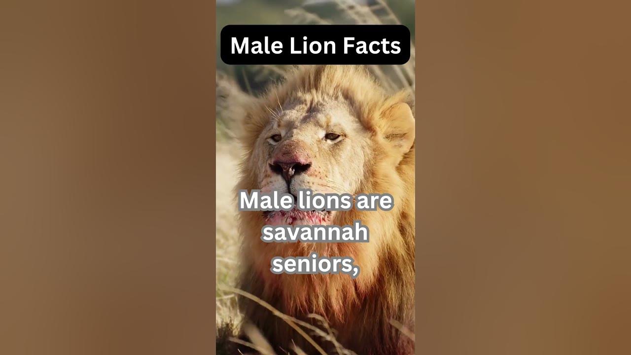 Lions Lifespan #lionfacts - YouTube