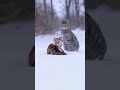Cat and Snow