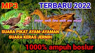 TERBARU 2021 || SUARA PIKAT BURUNG AYAM-AYAMAN SAWAH || SUARA JERNIH KERAS