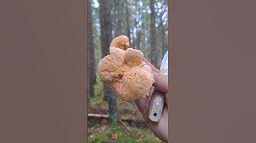 One of the best Wild Mushrooms! Period. #shorts #youtubeshorts #mushroom #foraging @LTWrightKnives