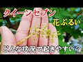 クイーンセブンに【花ぶるい発生】  花が消える? ジベレリン後の明暗くっきり