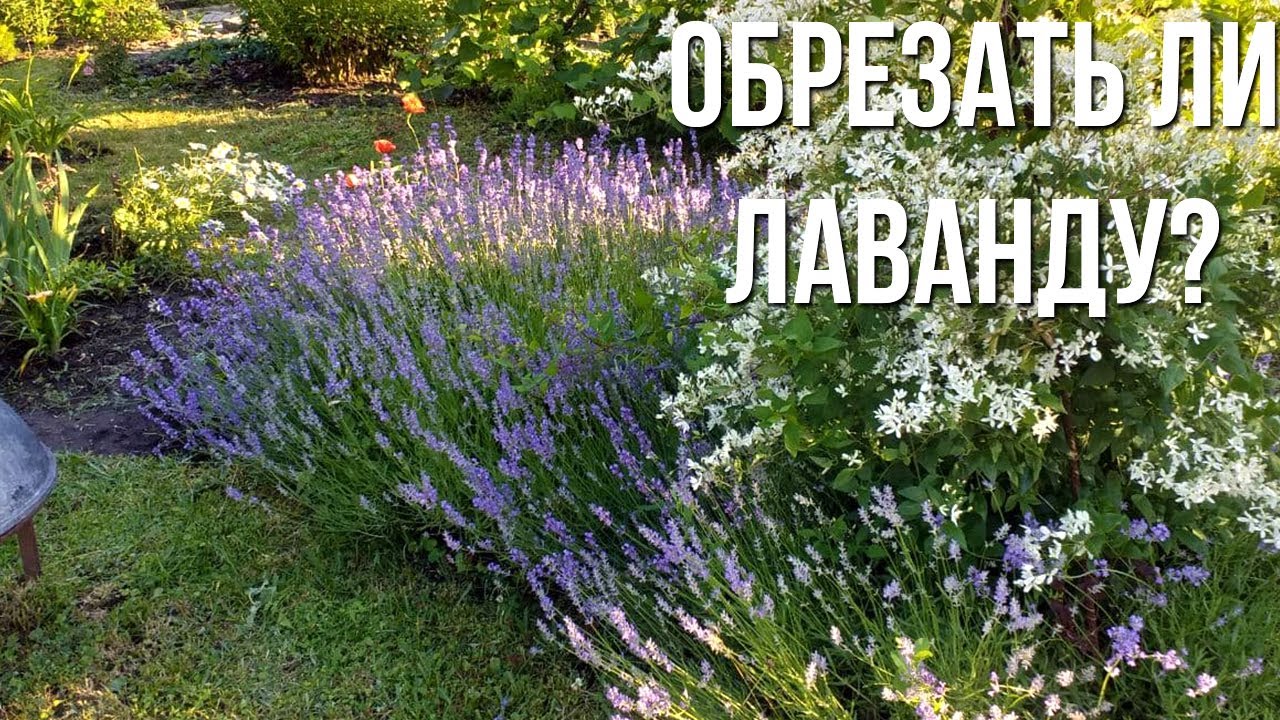 Весенняя обрезка лаванды. Формировка лаванды. Стрижка лаванды. Стрижка лаванды осенью. Стрижка лаванды летом.