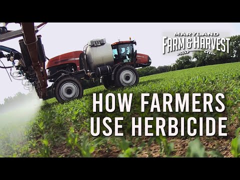 Video: Hvad er herbicider: Hvordan og hvornår skal man anvende et herbicid på planter