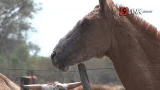 N9 - CHACO: EL “ECO TURISMO” VIVE EN LA ESTANCIA “SAN RAFAEL” DE MARGARITA BELÉN