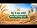 गेहूं में बड़ा सपोर्ट | बाजार क्यों मजबूत बना? | Gehun Bhav Today