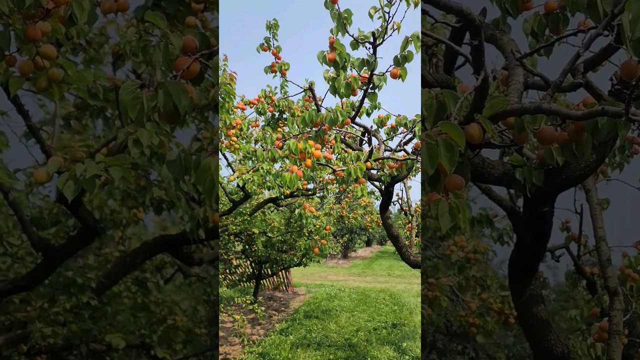Apricot Picking at Cherry Avenue Farms Niagara 