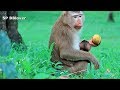 Bonita And Anita 13 - Real Life Of Monkey Live In World Of Angkor