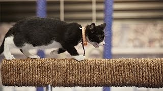 Kitten Summer Games Highlights - Nadia Come N Scratch Me Takes Center Stage - Hallmark Channel by Kitten Bowl 1,200 views 7 years ago 1 minute, 30 seconds