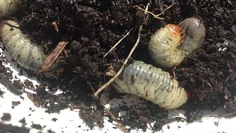 種菜防蟲除蟲 如何消滅日本甲蟲 害蟲診斷防治 DIY自製有機殺蟲劑 Organic Insecticide - 天天要聞