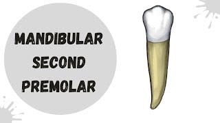 Mandibular Second Premolar | Tooth Morphology made easy