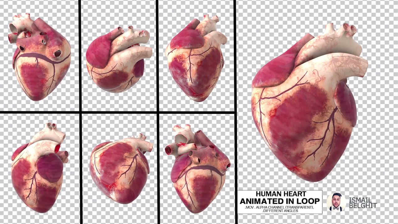 Videohive Human Heart Animated HD - YouTube