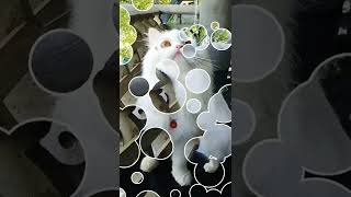 Persian cat videos part 32#shorts #persian #youtubeshorts #petlover #cat