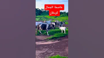 عاصمة الجمال كردفان الغره غرب السودان اكسبلور الخريف متابعه السعودية ترند السودان كردفان 