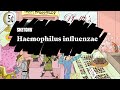 Haemophilus influenzae: Infection Fundamentals (Part 1) | Sketchy Medical | USMLE Step 1