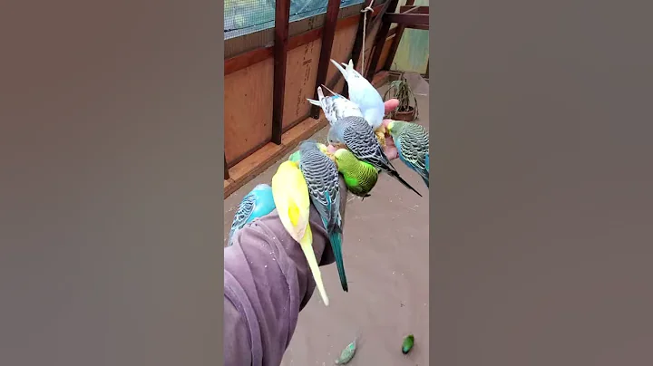 Armful of Budgies