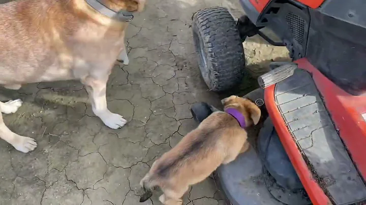 A day with the dogs