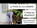 CÓMO PODO/DESENTERRÓ LOS BULBOS/RIZOMAS DE CANNA INDICA Y CÓMO GUARDARLOS