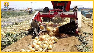 Amazing Modern Onion Farming Technology. Modern Onion Harvesting Machines. Onion Processing Factory