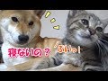 柴犬パパママにおやすみ前の挨拶をする子猫---Kitten to play before going to bed---